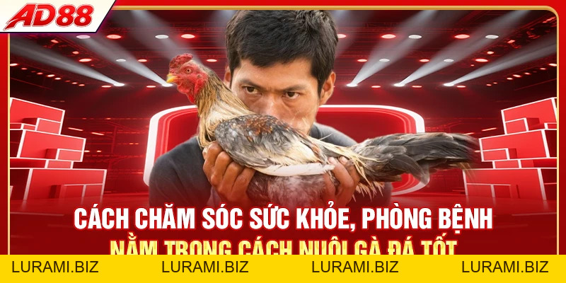 Cách Nuôi Gà Đá Tốt - 3 Tips Chăm Gà Chiến Đấu Bền Bỉ - LURAMI.BIZ