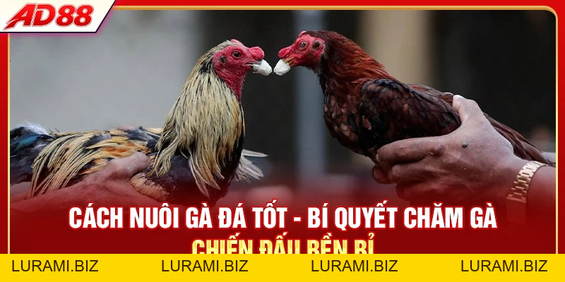 Cách Nuôi Gà Đá Tốt - 3 Tips Chăm Gà Chiến Đấu Bền Bỉ - LURAMI.BIZ