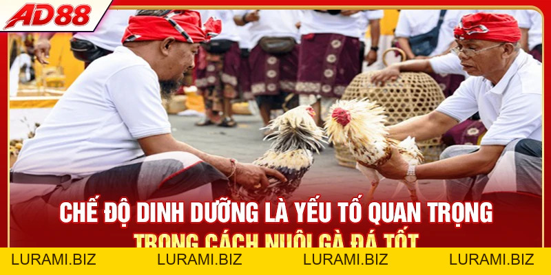 Cách Nuôi Gà Đá Tốt - 3 Tips Chăm Gà Chiến Đấu Bền Bỉ - LURAMI.BIZ