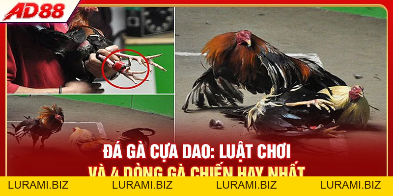 Đá Gà Cựa Dao - Luật Chơi Và 4 Dòng Gà Chiến Hay Nhất - LURAMI.BIZ