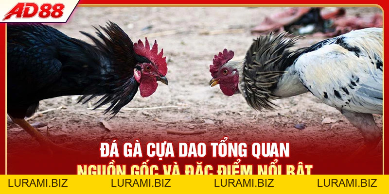 Đá Gà Cựa Dao - Luật Chơi Và 4 Dòng Gà Chiến Hay Nhất - LURAMI.BIZ