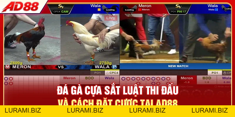 Đá Gà Cựa Sắt - So Sánh 3 Hình Thức Hot Top 1 Hiện Nay - LURAMI.BIZ