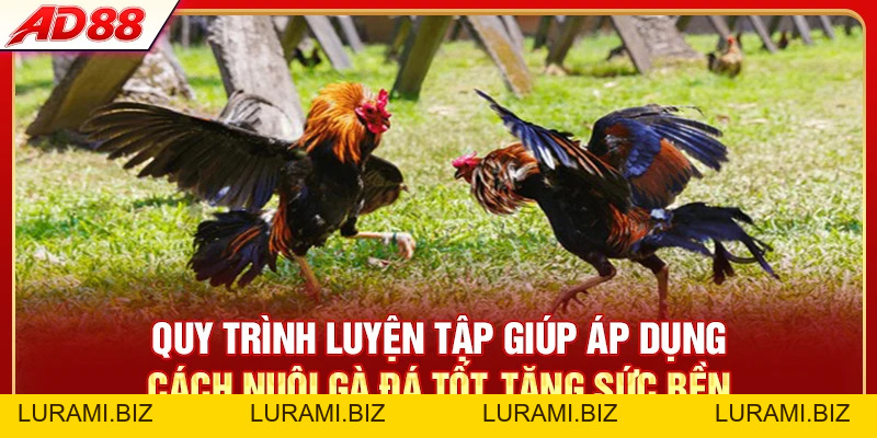 Cách Nuôi Gà Đá Tốt - 3 Tips Chăm Gà Chiến Đấu Bền Bỉ - LURAMI.BIZ